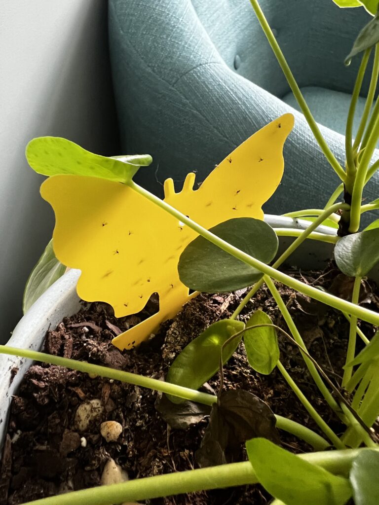 yellow sticky gnat trap in potted plant
