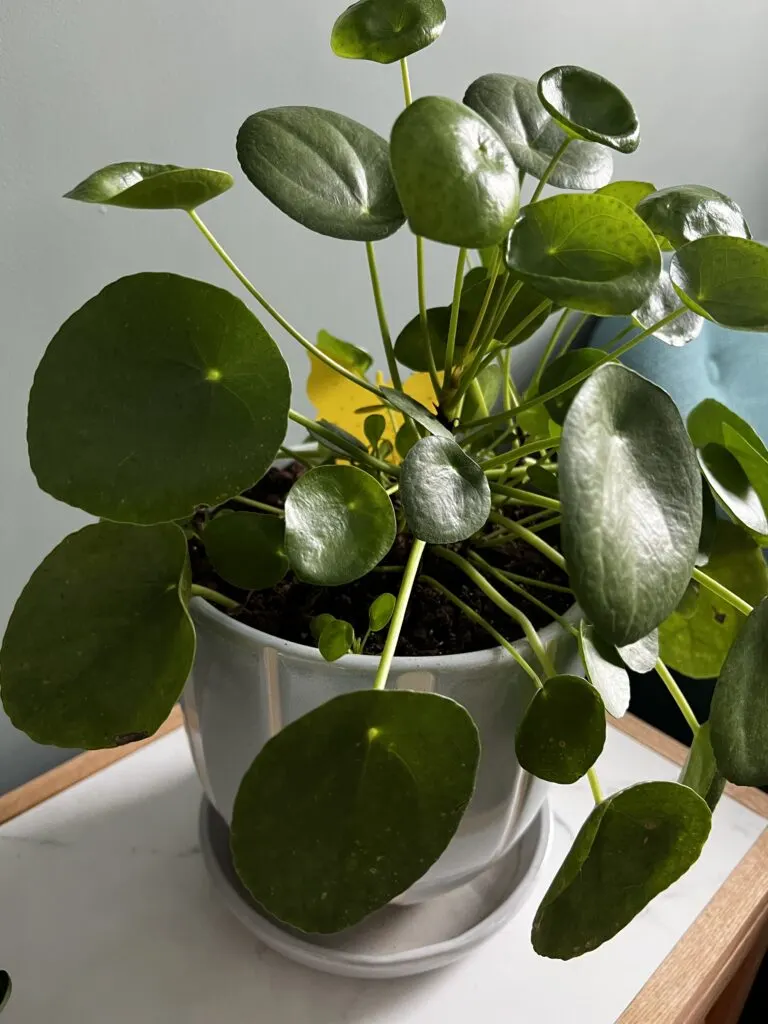 yellow sticky gnat trap in potted plant