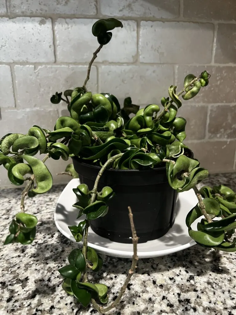 hoya rope plant being bottom watered