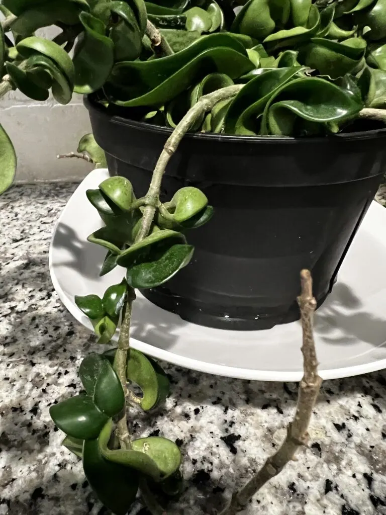 hoya rope plant being bottom watered