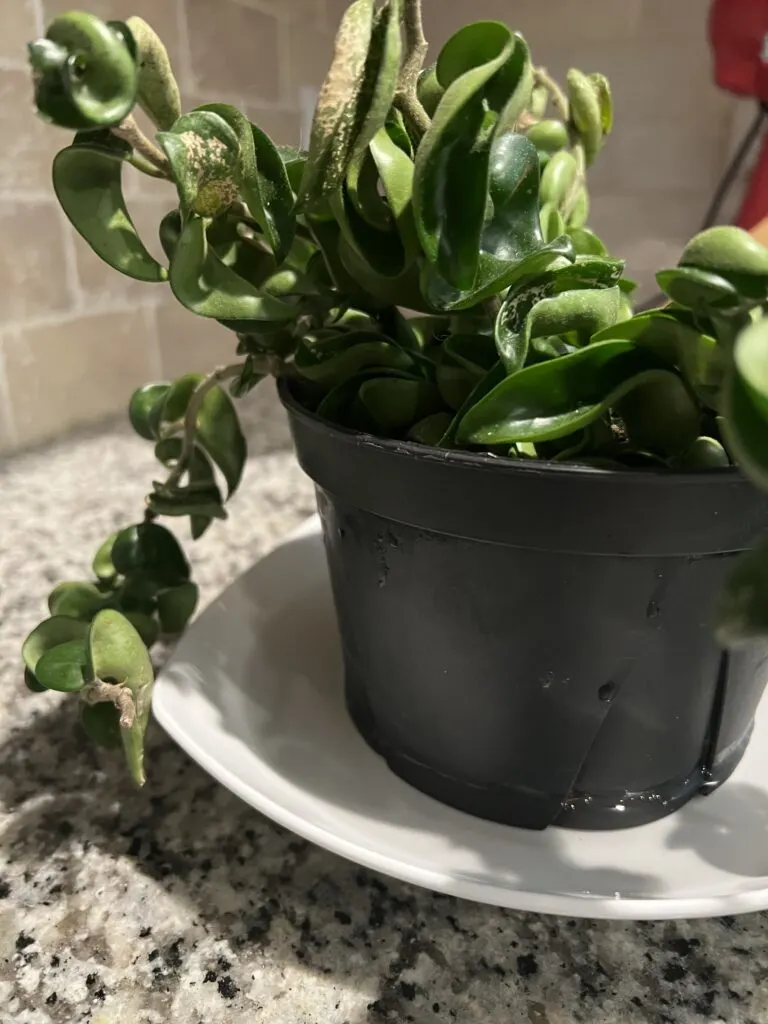 hoya rope plant being bottom watered