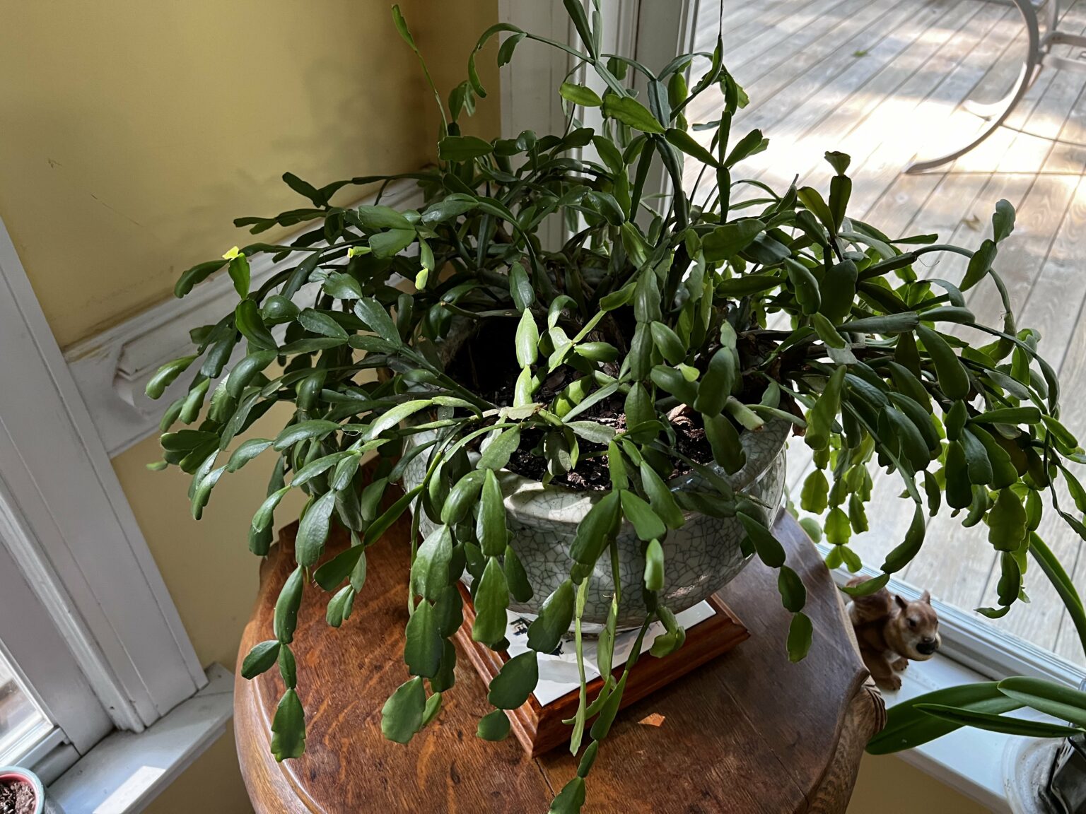 How to care for a Christmas cactus houseplant - keep your plants alive