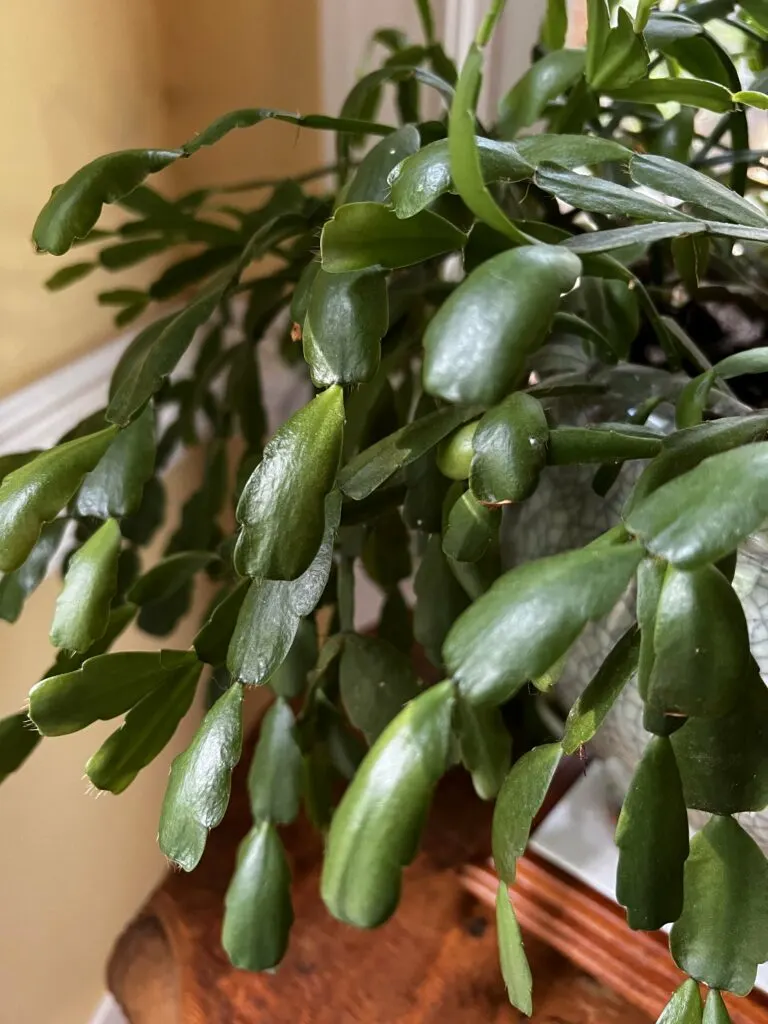 Easter cactus close up