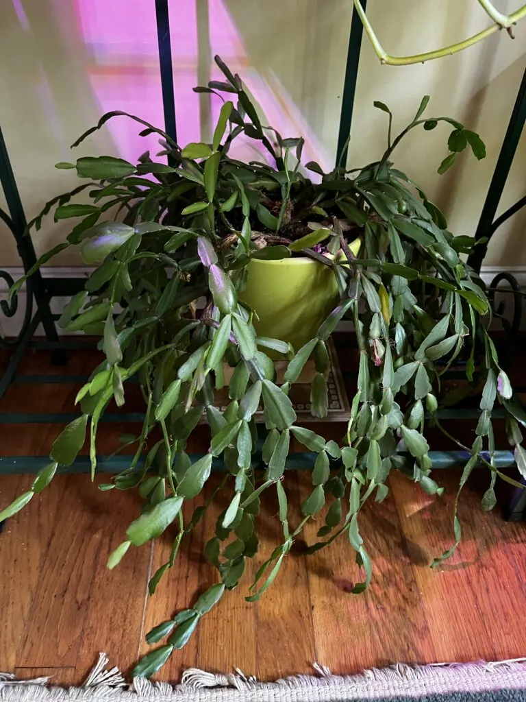 Mature easter cactus