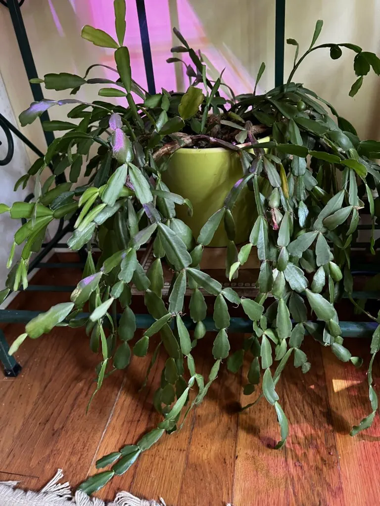 Mature easter cactus