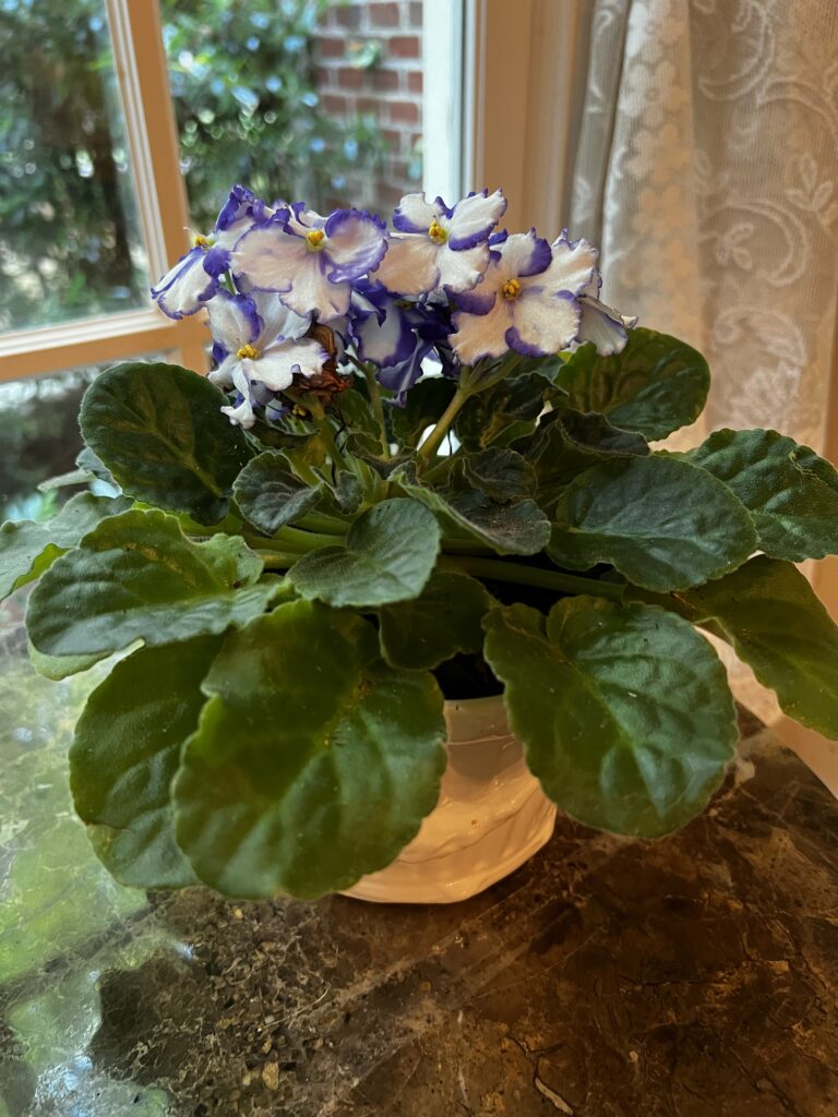 african violet