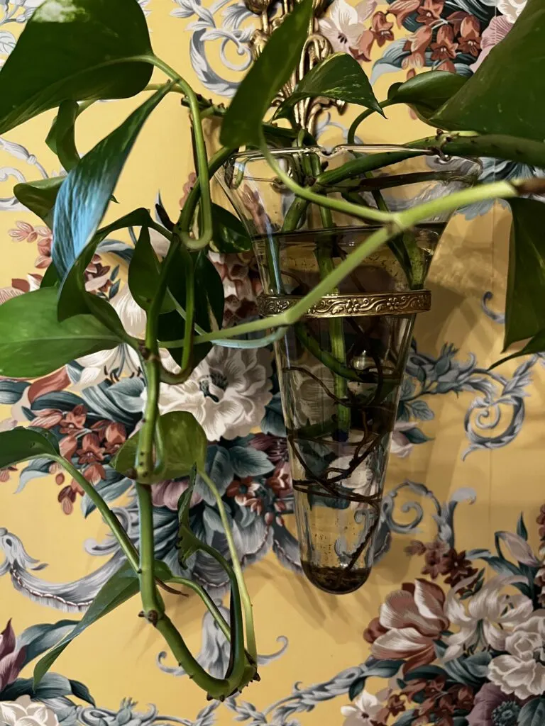 pothos growing in vase of water