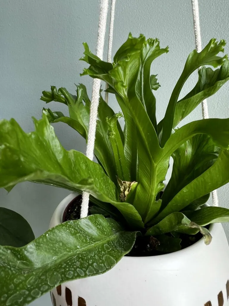 Leslie's Crested Bird's Nest Fern close up