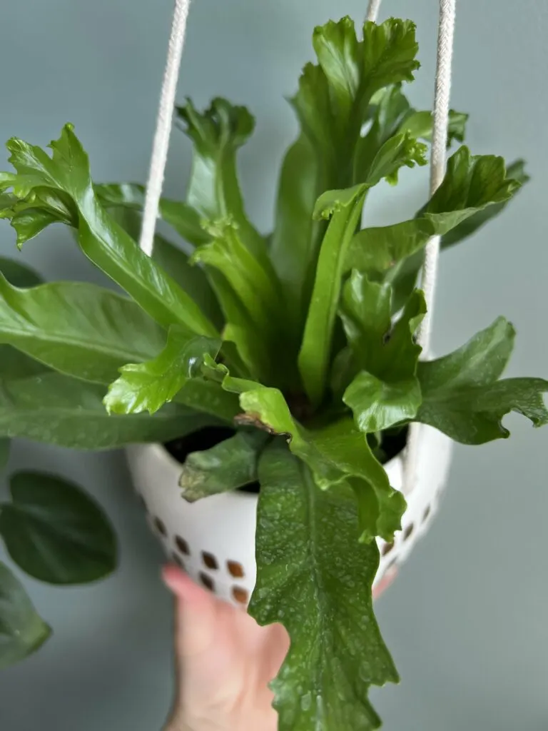 Leslie's Crested Bird's Nest Fern in a hanging pot