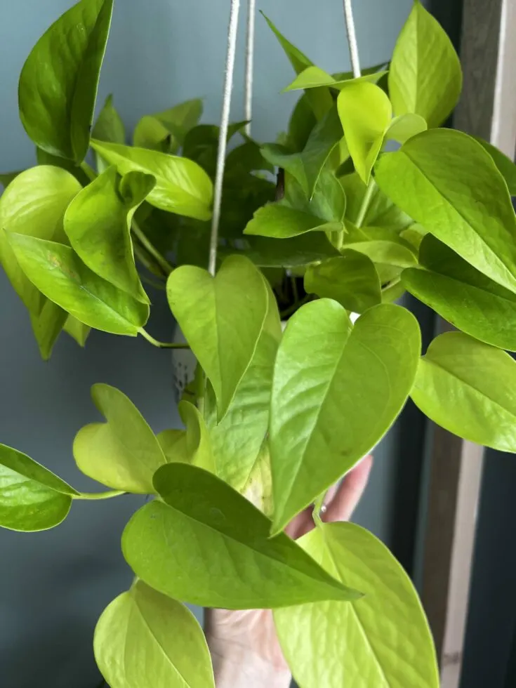 neon pothos hanging plant