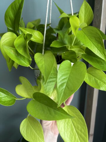How to make pothos grow bigger leaves - keep your plants alive