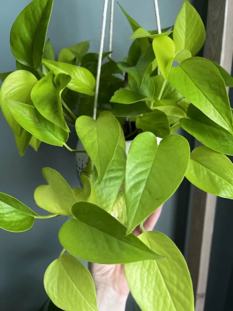 neon pothos hanging plant