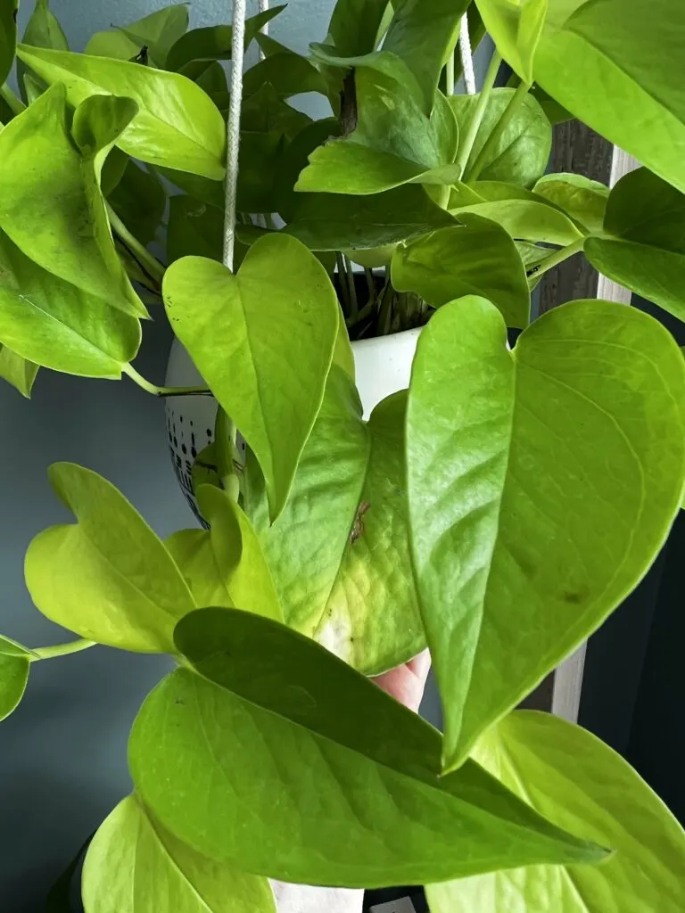 close up of neon pothos hanging plant