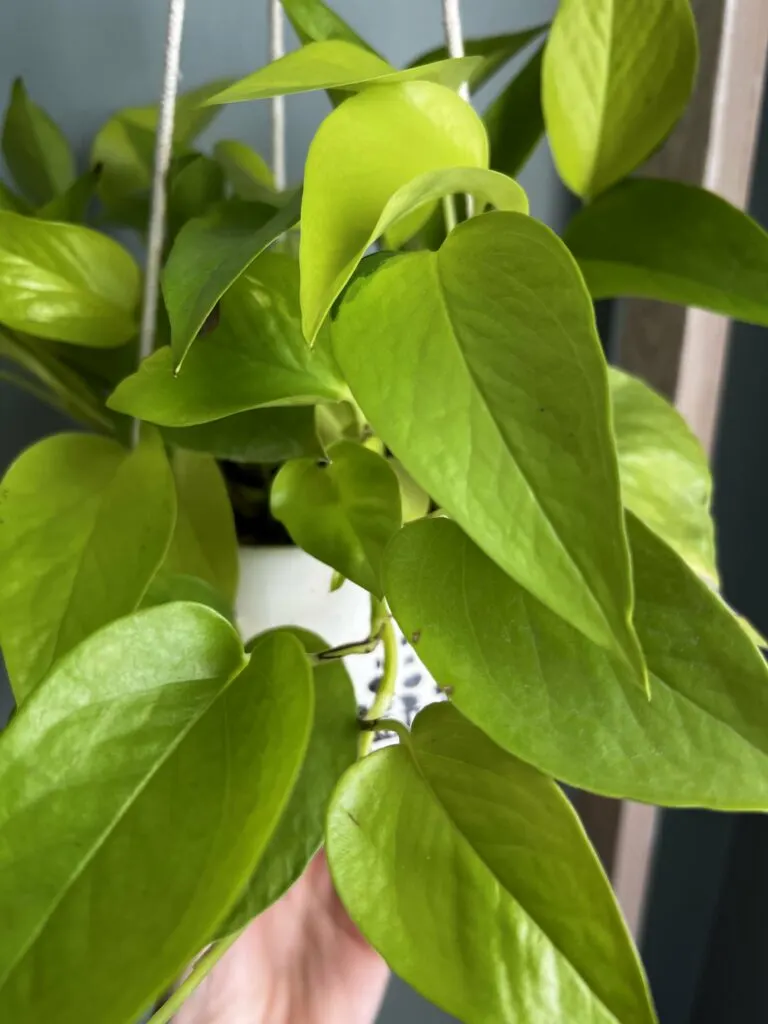 close up of neon pothos hanging plant