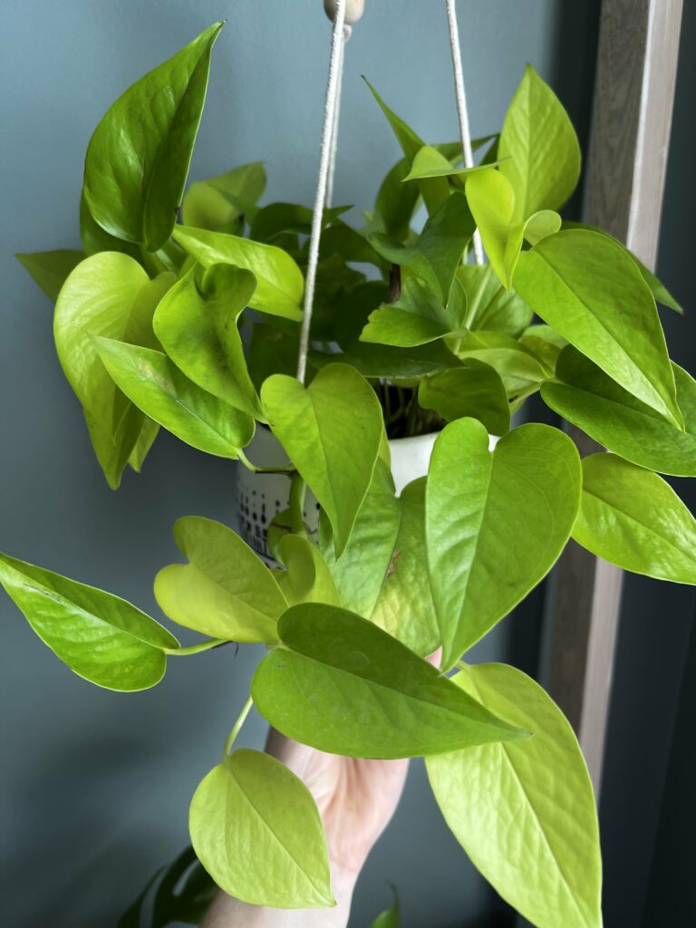 neon pothos hanging plant