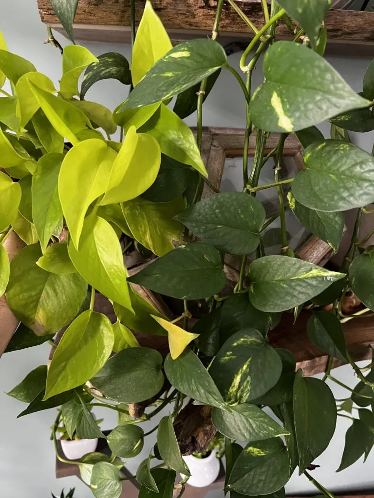 Golden Pothos and Neon Pothos