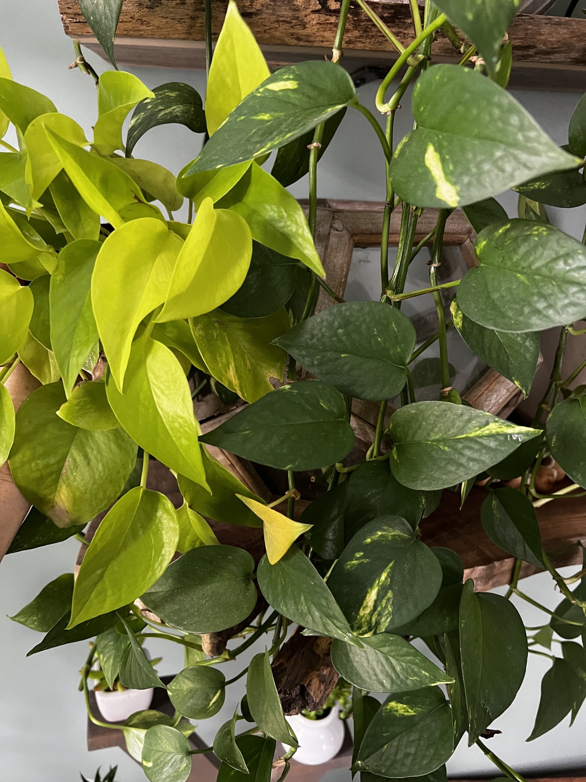 How to make pothos grow bigger leaves - keep your plants alive