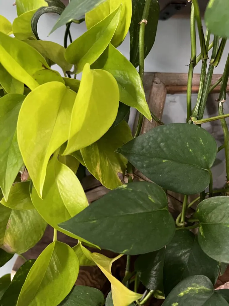 Golden Pothos and Neon Pothos