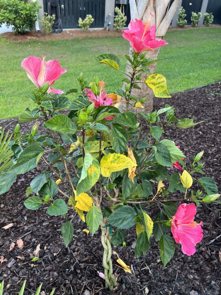hibiscus plant with yellow leaves