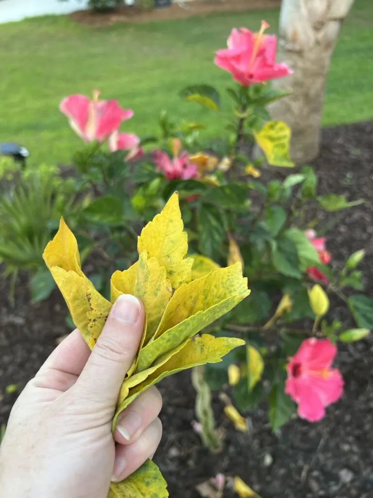 hibiscus plant with yellow leaves