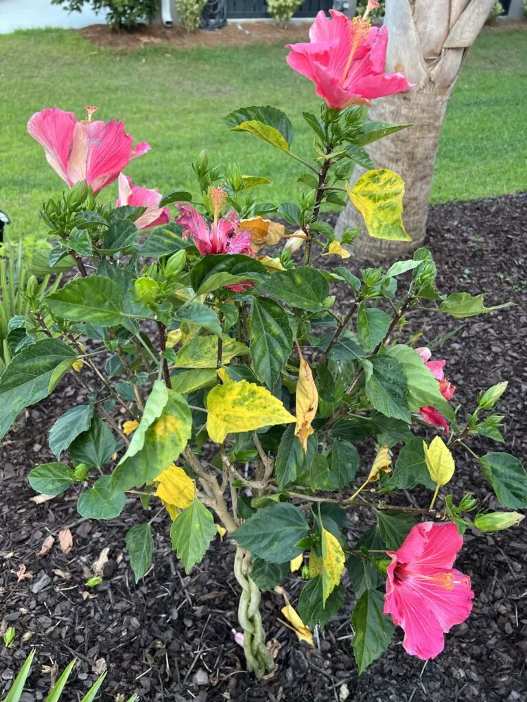 hibiscus plant with yellow leaves