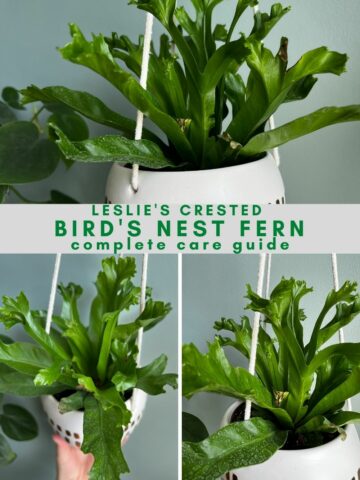 Leslie's Crested Bird's Nest Fern plant care guide