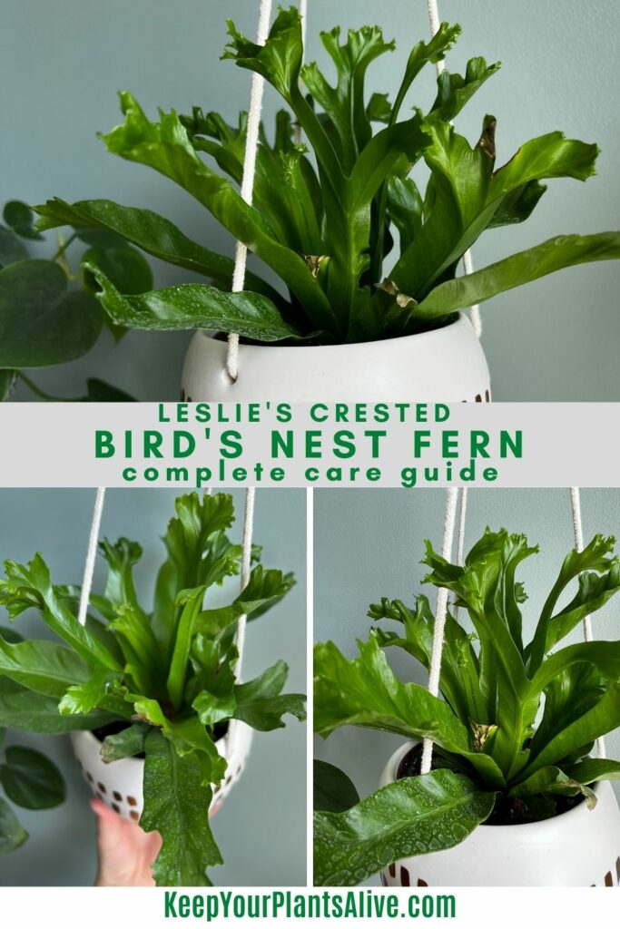Leslie's Crested Bird's Nest Fern plant care guide
