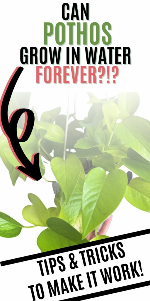 can pothos grow in water forever