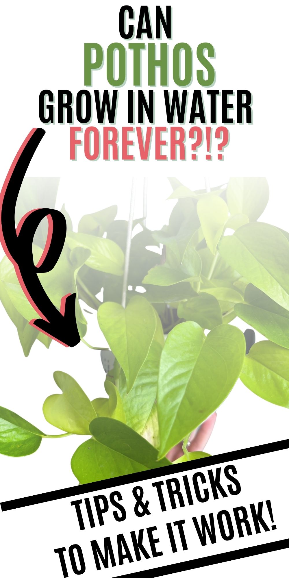 Can you grow pothos in water?
