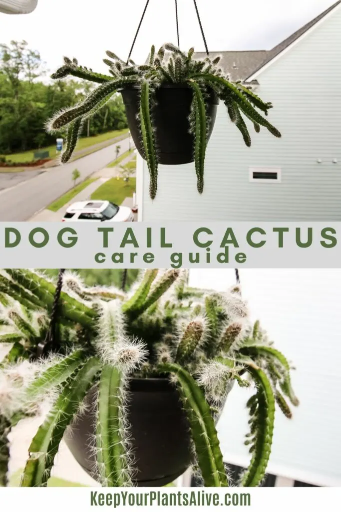 dog tail cactus care guide