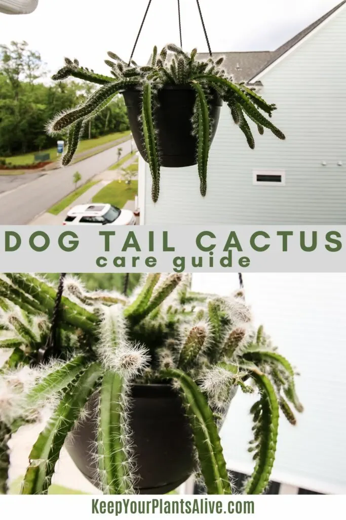 The complete Dog tail Cactus care guide keep your plants alive