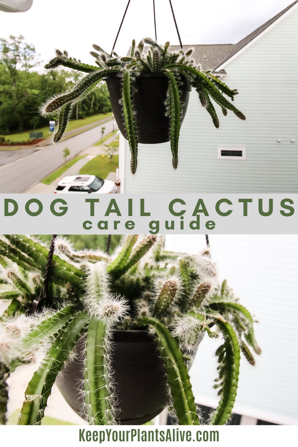 The complete Dog tail Cactus care guide - keep your plants alive