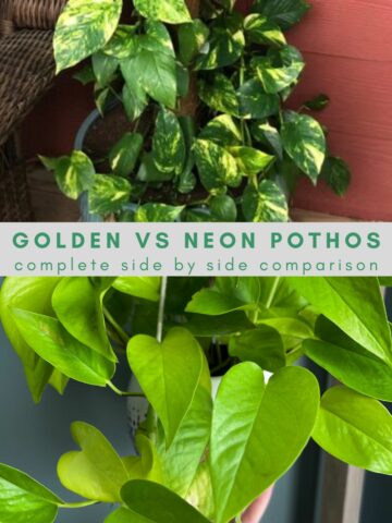 golden pothos vs neon pothos comparison