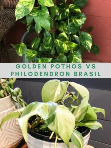 golden pothos vs philodendron brasil