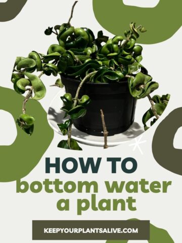 how to bottom water a plant