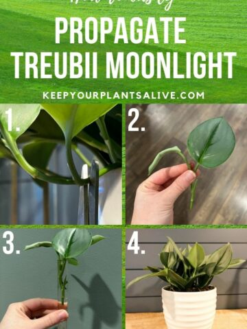 how to propagate Treubii moonlight