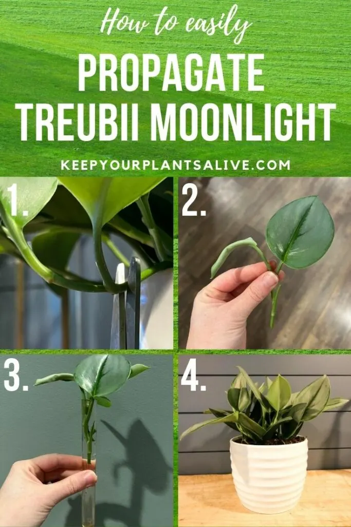 how to propagate Treubii moonlight