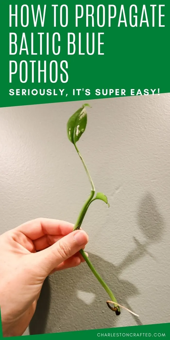 how to propagate baltic blue pothos