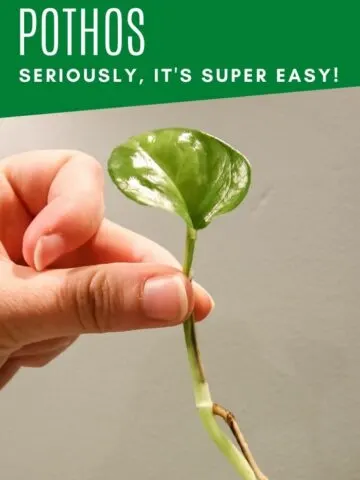 how to propagate global green pothos