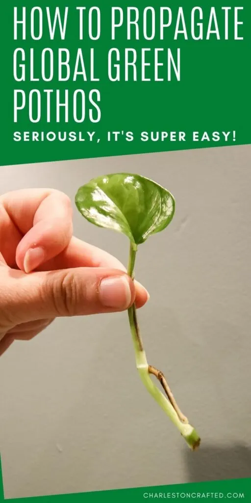 how to propagate global green pothos