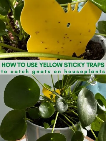 how to use yellow sticky traps to catch gnats on houseplants