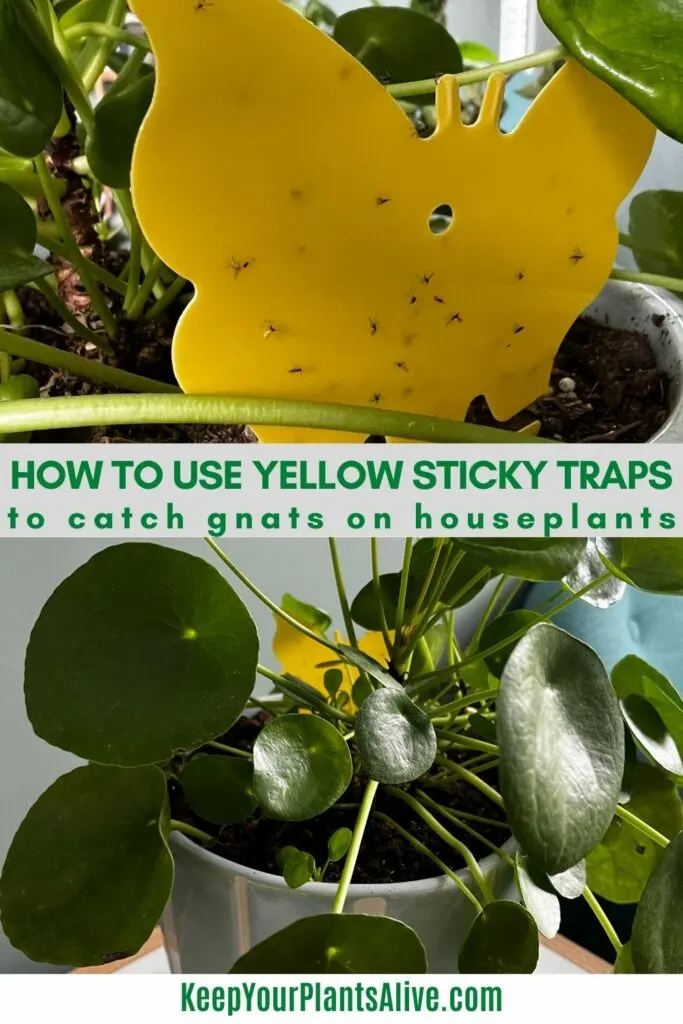 how to use yellow sticky traps to catch gnats on houseplants