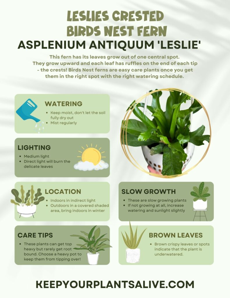 leslies crested birds nest fern plant care guide