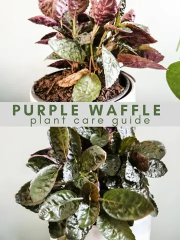 purple waffle plant care guide