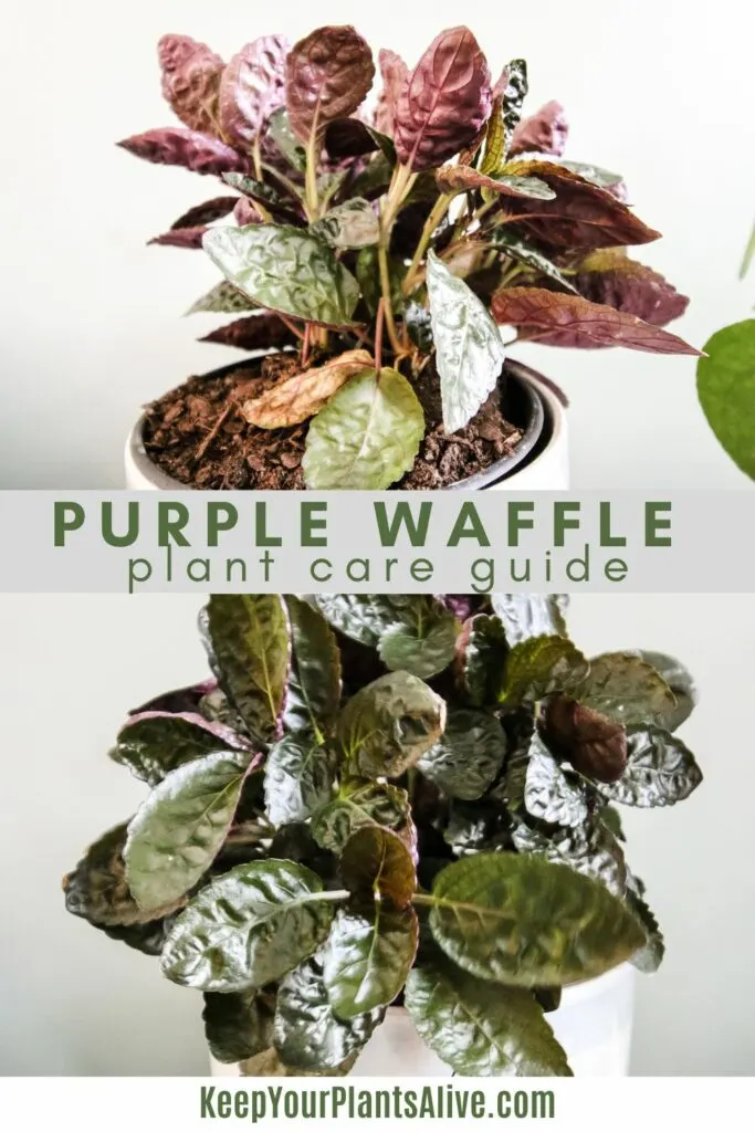 purple waffle plant care guide