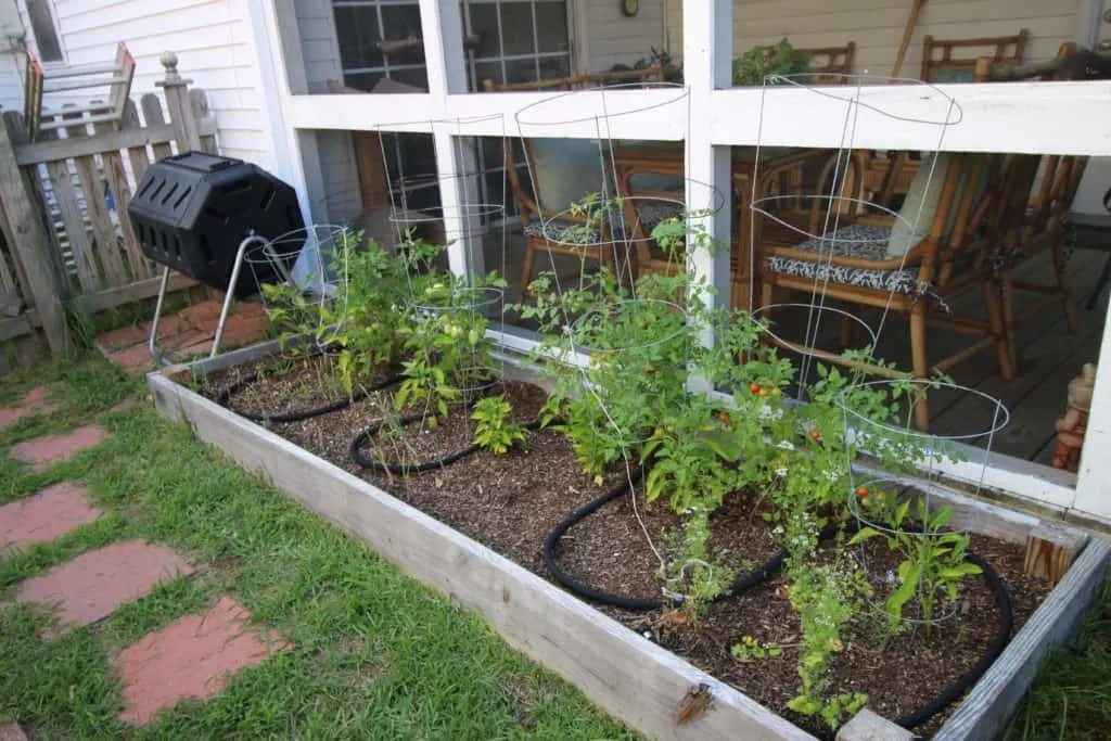 tomato plants in a garden