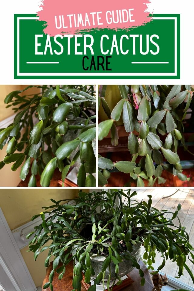 How to care for an Easter cactus keep your plants alive