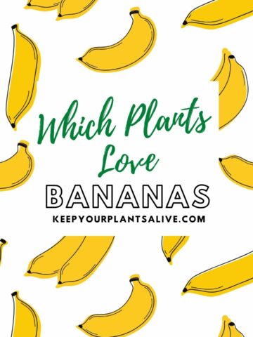 which plants love bananas