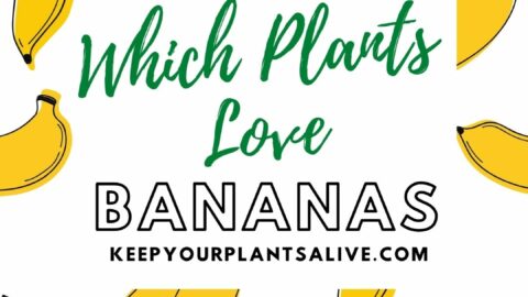 which plants love bananas
