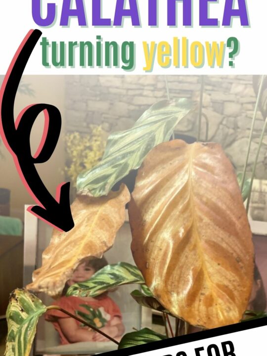 Why are the leaves on my sterling silver plant yellowing? keep your